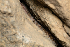 Pachydactylus haackei