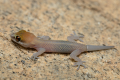 Pachydactylus atorquatus