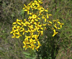 Senecio crenulatus