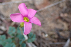 Oxalis imbricata