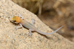 Pachydactylus atorquatus
