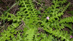 Berkheya carduoides
