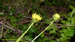 Berkheya carduoides