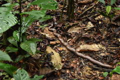 Calabaria reinhardtii image