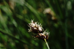 Carex stenophylla