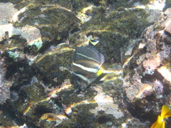Acanthurus guttatus