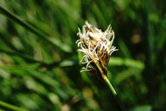 Carex stenophylla