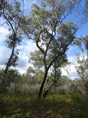 Eucalyptus bridgesiana