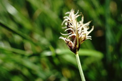 Carex stenophylla