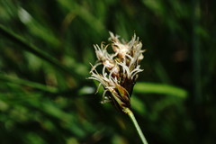 Carex stenophylla