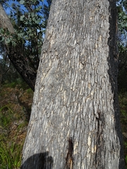 Eucalyptus bridgesiana