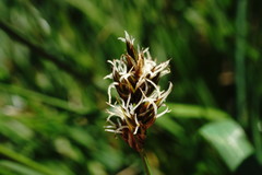 Carex stenophylla