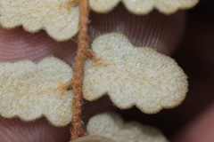 Astrolepis windhamii