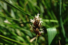 Carex stenophylla