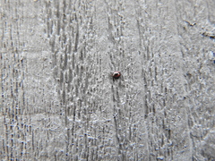 Sticholotis ruficeps