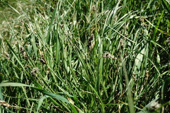 Carex stenophylla