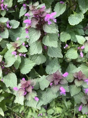 Lamium purpureum