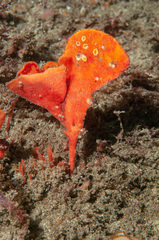 Echinoclathria leporina