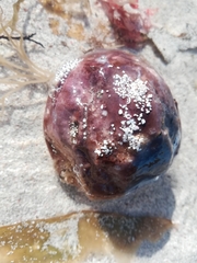 Pyura stolonifera