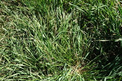 Carex stenophylla