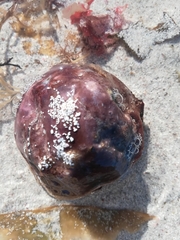 Pyura stolonifera