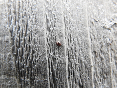 Sticholotis ruficeps