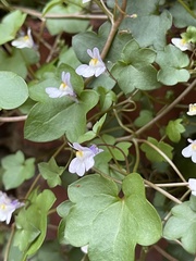 Cymbalaria muralis