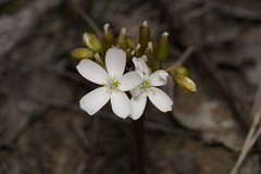 Drosera collina