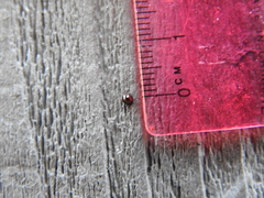 Sticholotis ruficeps