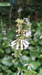 Salvia tashiroi