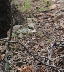 Pennellia longifolia