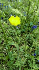 Ranunculus acris