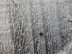 Sticholotis ruficeps