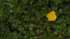 Ranunculus acris