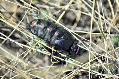 Meloe variegatus