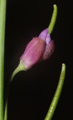 Pennellia longifolia