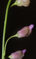 Pennellia longifolia