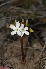 Drosera collina
