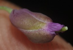 Pennellia longifolia