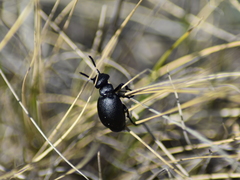 Meloe brevicollis