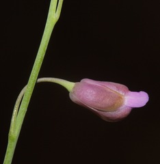 Pennellia longifolia