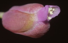 Pennellia longifolia