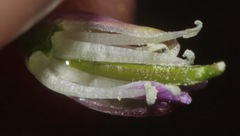 Pennellia longifolia