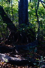 Ficus goldmanii