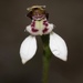 Eriochilus dilatatus undulatus - Photo (c) Dustyn and Catherine, some rights reserved (CC BY-NC), uploaded by Dustyn and Catherine