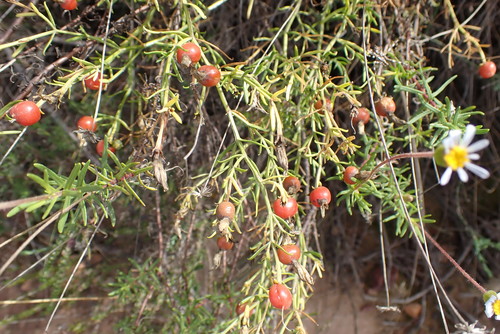 Chironia baccifera, photograph 1