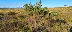 Psoralea ivumba