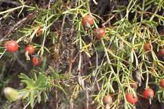 Chironia baccifera