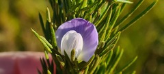 Psoralea ivumba