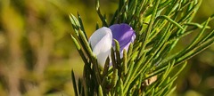 Psoralea ivumba